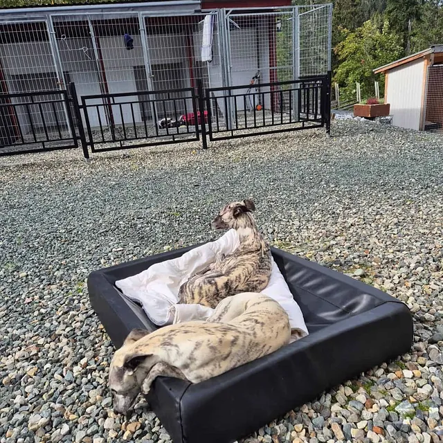 To whippeter hviler i hundeseng på grusplass foran kennelgård og skogkledd område.