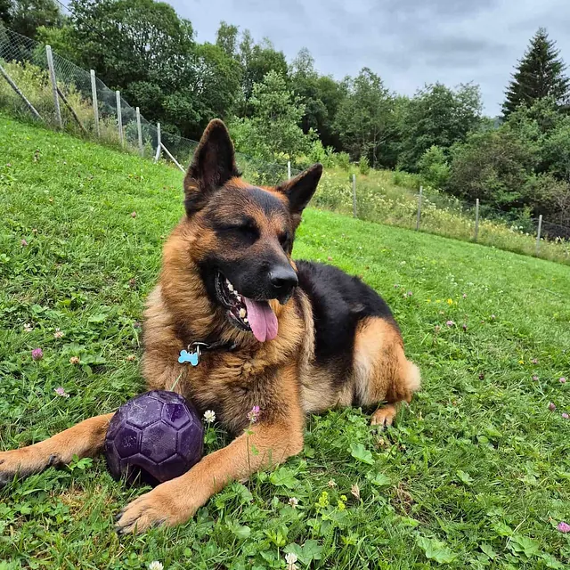 Schäferhund hviler på gress med lilla ball i inngjerdet område under overskyet himmel.