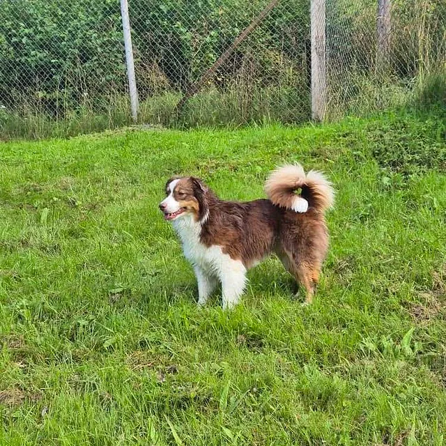 Australian shepherd står på grønt gress i inngjerdet uteområde med skog rundt.