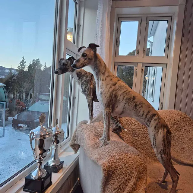 To whippeter står i vinduet og følger med på utsikten fra en lun og rolig stue.