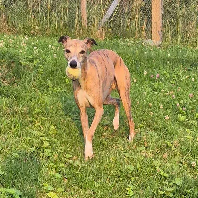 Whippet løper på gresset med ball i munnen i inngjerdet uteområde i kveldssol.