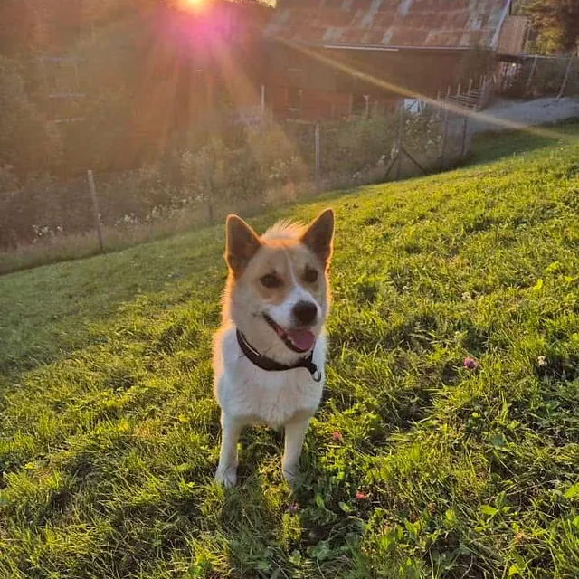 Liten hund står i solnedgang på grønt jorde med gårdsbygning og skog i bakgrunnen.