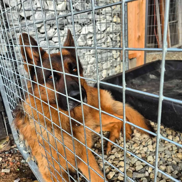 Schäferhund hviler bak gjerde i kennelgård med grusunderlag og rolige omgivelser.