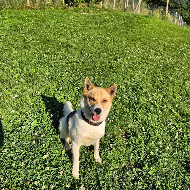 Lys hund sitter på grønt gress i solfylt uteområde omgitt av gjerder og natur.