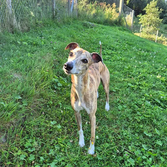 Whippet står på grønt gress ved inngjerdet område omgitt av trær og sommerlig natur.