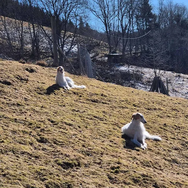 To lyse hunder hviler på gresskledd bakke i sol, med trær, gjerde og fjellandskap.