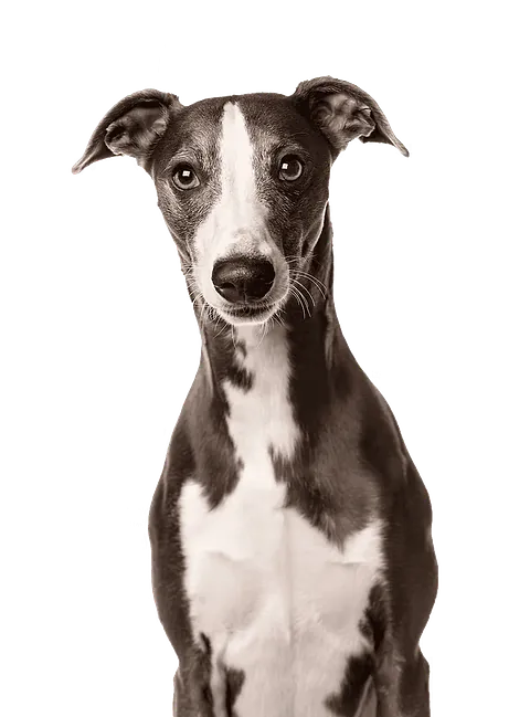 Portrett av slank hund med korte pels og oppreiste ører, sett rett forfra mot lys bakgrunn.