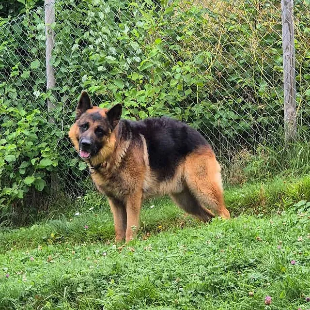 Schäferhund står på grønt gress foran gjerde og tett vegetasjon i rolige omgivelser.