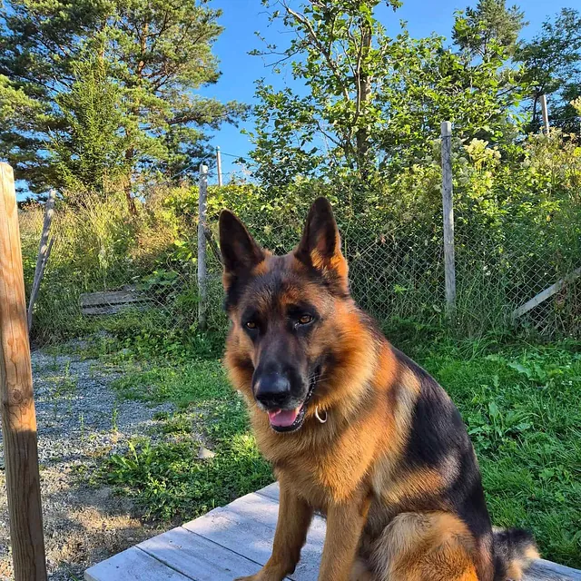 Schäferhund sitter på treplatting i grønt uteområde med sollys og trær i bakgrunnen.