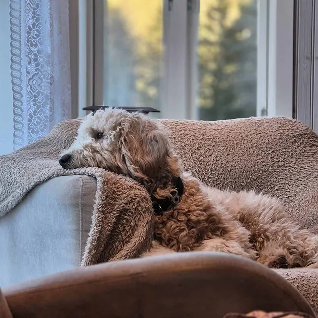 Krøllete hund hviler på sofa ved stort vindu i lun stue med naturlig dagslys inne.