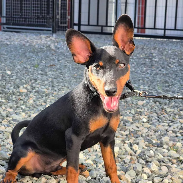 Sort og brun dvergpinscher sitter på grusplass med store ører og glad uttrykk.