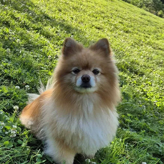 Pomeranian sitter på grønt gress i solfylt uteområde omgitt av natur og trær.