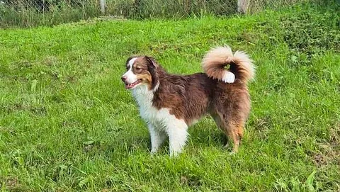 Australian shepherd står på grønt gress i inngjerdet uteområde med skog rundt.