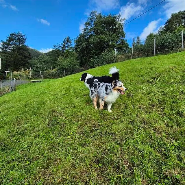 To hunder står på grønt jorde under blå himmel omgitt av trær og inngjerdet område.